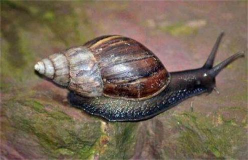 福寿螺养殖技术 福寿螺养殖技术与管理