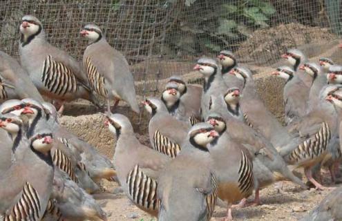 鹧鸪的养殖技术（鹧鸪的养殖技术与管理）