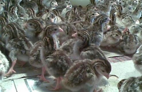 提高鹧鸪育雏成活率要点（鹧鸪 饲养）