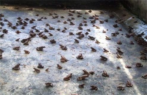 林蛙的养殖技术 林蛙养殖技术视频教程