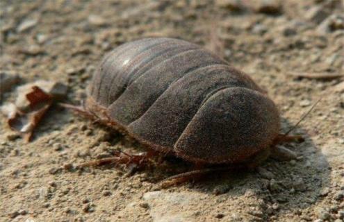 土元的养殖技术 土元的养殖技术和土元的市场价格