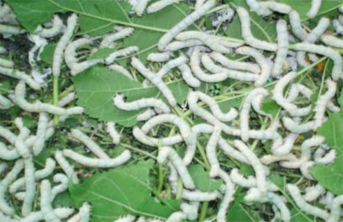 养蚕需要注意些什么（养蚕要注意的问题）