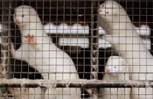 水貂的养殖方法（水貂的养殖方法有哪些）