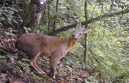 林麝的养殖方法（林麝养殖方法吗）