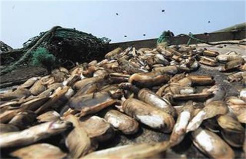 蛏子大批死亡的原因及预防方法（蛏子大批死亡的原因及预防方法视频）
