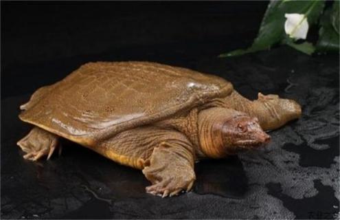 甲鱼越冬后死亡的原因及预防方法（甲鱼越冬前怎样管理）