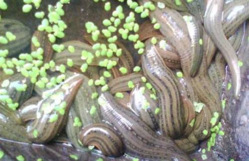 水蛭养殖的注意事项 水蛭的养殖需要什么条件