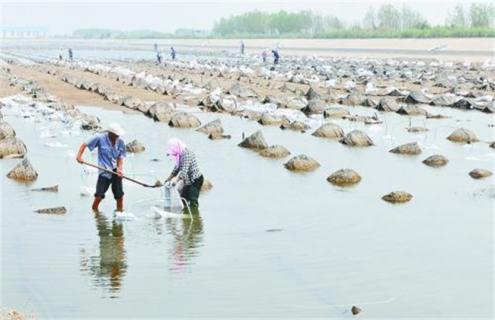 海参越冬期管理技术（海参越冬保苗技术）