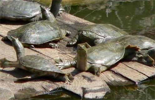 甲鱼人工养殖技术 甲鱼人工养殖技术视频