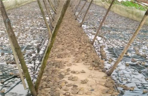 幼蛙的饲养管理（幼蛙的饲养管理要点）