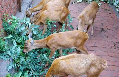 狍子的养殖方法（狍子的养殖方法和技术）