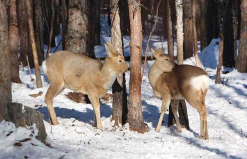 养殖狍子的日常管理（狍子养殖技术）