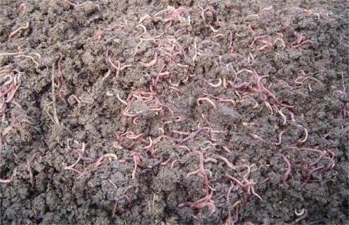 蚯蚓养殖技术 蚯蚓养殖技术视频教程