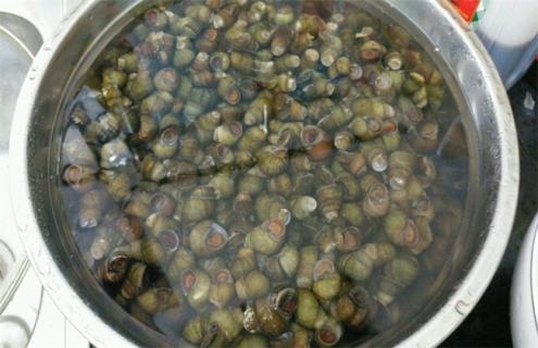 螺蛳的人工养殖方法（人工养殖螺蛳:如何养殖螺蛳?螺蛳养殖技术）