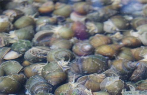 养殖螺蛳的管理方法（养殖螺蛳的管理方法有哪些）