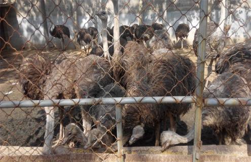 鸵鸟的养殖前景 养鸵鸟的市场前景如何