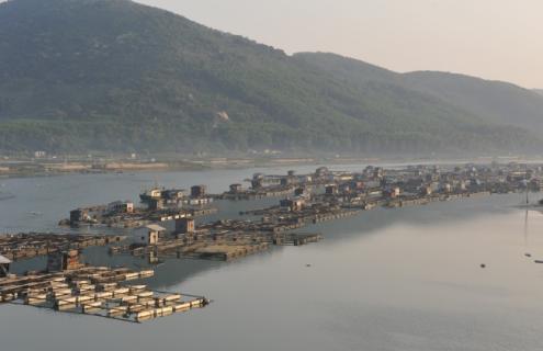 墨鱼的人工养殖方法（墨鱼养殖视频）