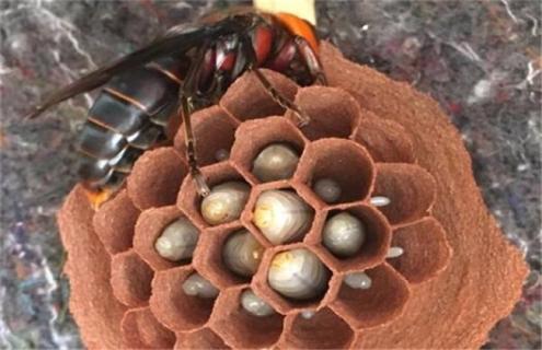 黄蜂的养殖方法 黄蜂怎么养殖