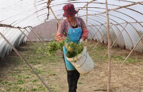 养殖蚂蚱的管理要点 养殖蚂蚱技术