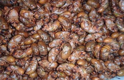 金蝉养殖的注意事项 金蝉养殖的注意事项有哪些