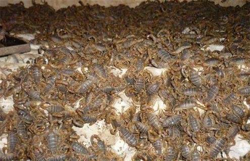 蝎子养殖方法（蝎子养殖方法书籍）