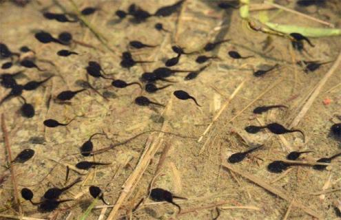 饲养管理 牛蛙 方法