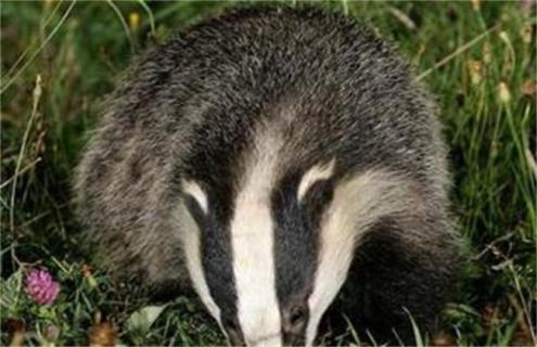 猪獾的养殖方法 猪獾养殖技术