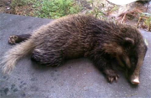 猪獾的饲养管理 猪獾的饲养管理方法视频