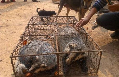 猪獾 饲养管理 方法