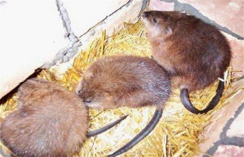 麝香鼠养殖技术（麝香鼠养殖技术大全）