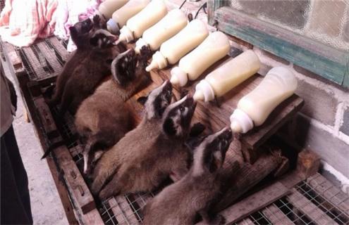 养殖果子狸的注意事项 养殖果子狸的市场前景