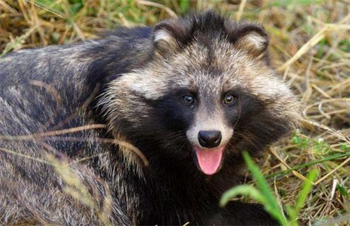 貉子养殖技术 貉子养殖技术视频