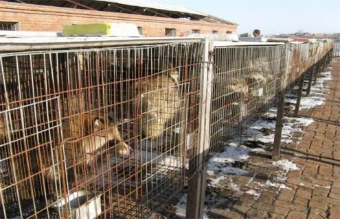 貉子的饲养管理 貉子的饲养管理方法