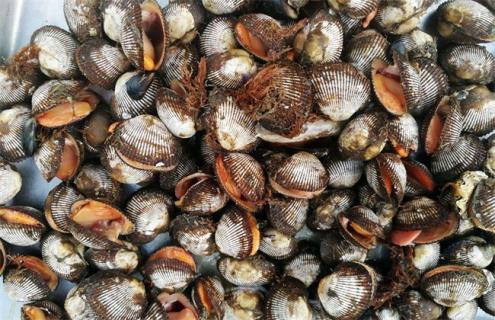 海瓜子的养殖方法（海瓜子怎么养活一天）