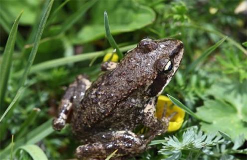 林蛙的养殖管理技术（林蛙的养殖管理技术有哪些）