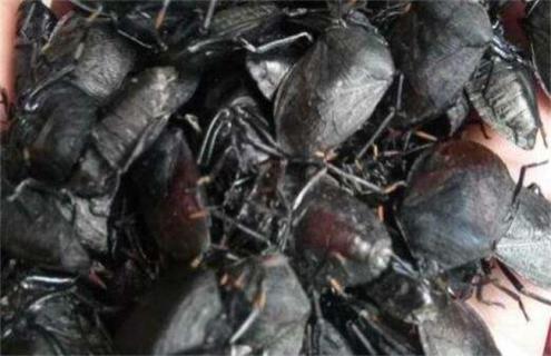 九香虫怎么养好（九香虫如何饲养）