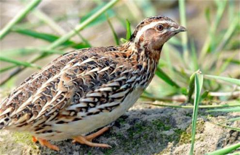 养鹌鹑前景怎么样 养鹌鹑能不能赚的到钱?