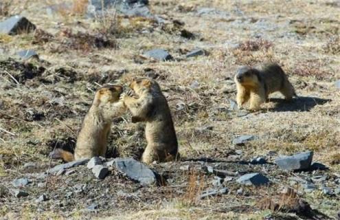 旱獭的饲养管理方法（旱獭的饲养管理方法视频）