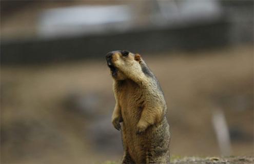 旱獭的管理技术要点 旱獭数量的控制