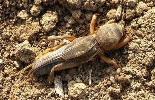 蝼蛄的养殖技术（蝼蛄的养殖技术视频教程）