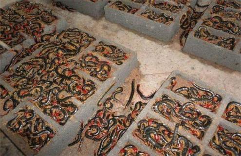 常见的蜈蚣养殖方法 蜈蚣养殖关键技术