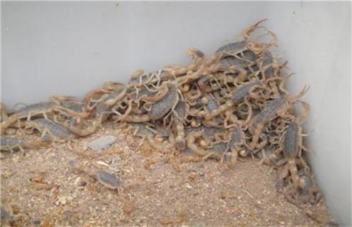 常见的蝎子养殖方法 蝎子养殖方法有哪些