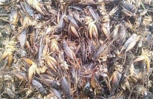 蟋蟀怎么养殖（蟋蟀怎么养殖视频）