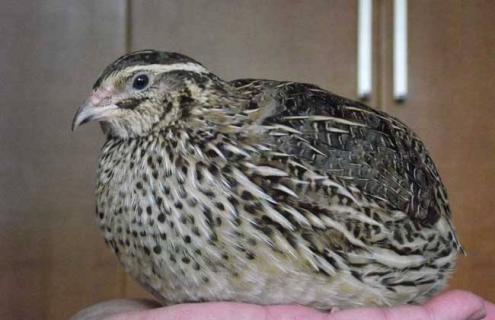 鹌鹑育成期的饲养管理（鹌鹑育成期的饲养管理方法）