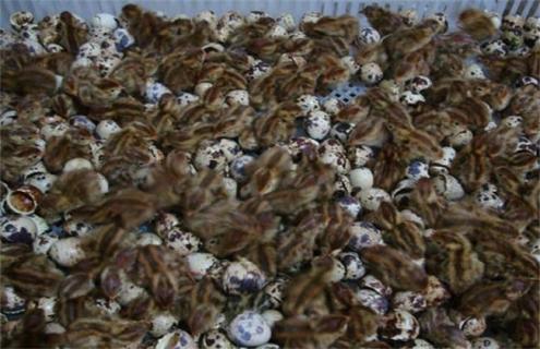 雏鹌鹑的饲养管理（雏鹌鹑的饲养管理方法）