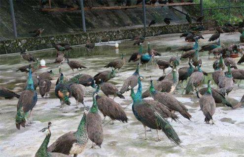孔雀的饲养管理与技术 孔雀的饲养管理与技术实验报告