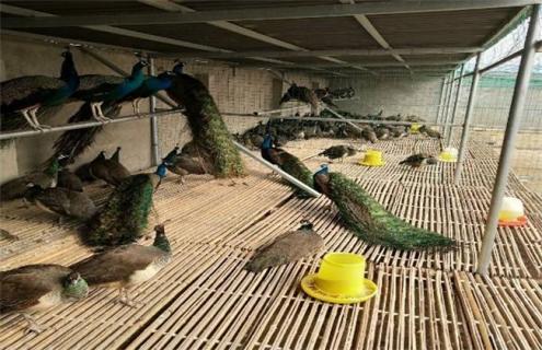 孔雀养殖四季管理要点 孔雀养殖周期多长