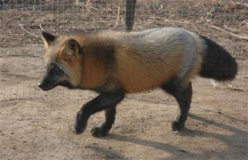 狐狸在配种前后的饲养管理（狐狸配对怎么配多久）