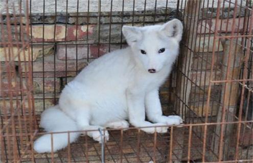 狐狸不同时期的管理方法（三种狐狸存在差异的原因）