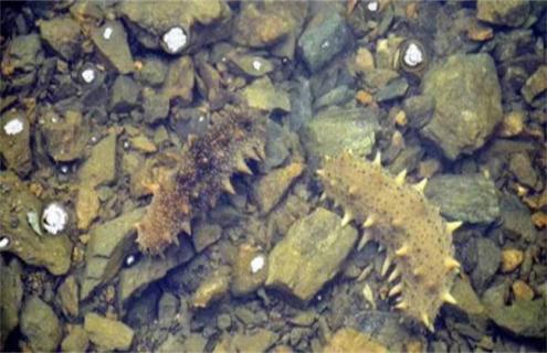 海参养殖条件（海参养殖条件有哪些）